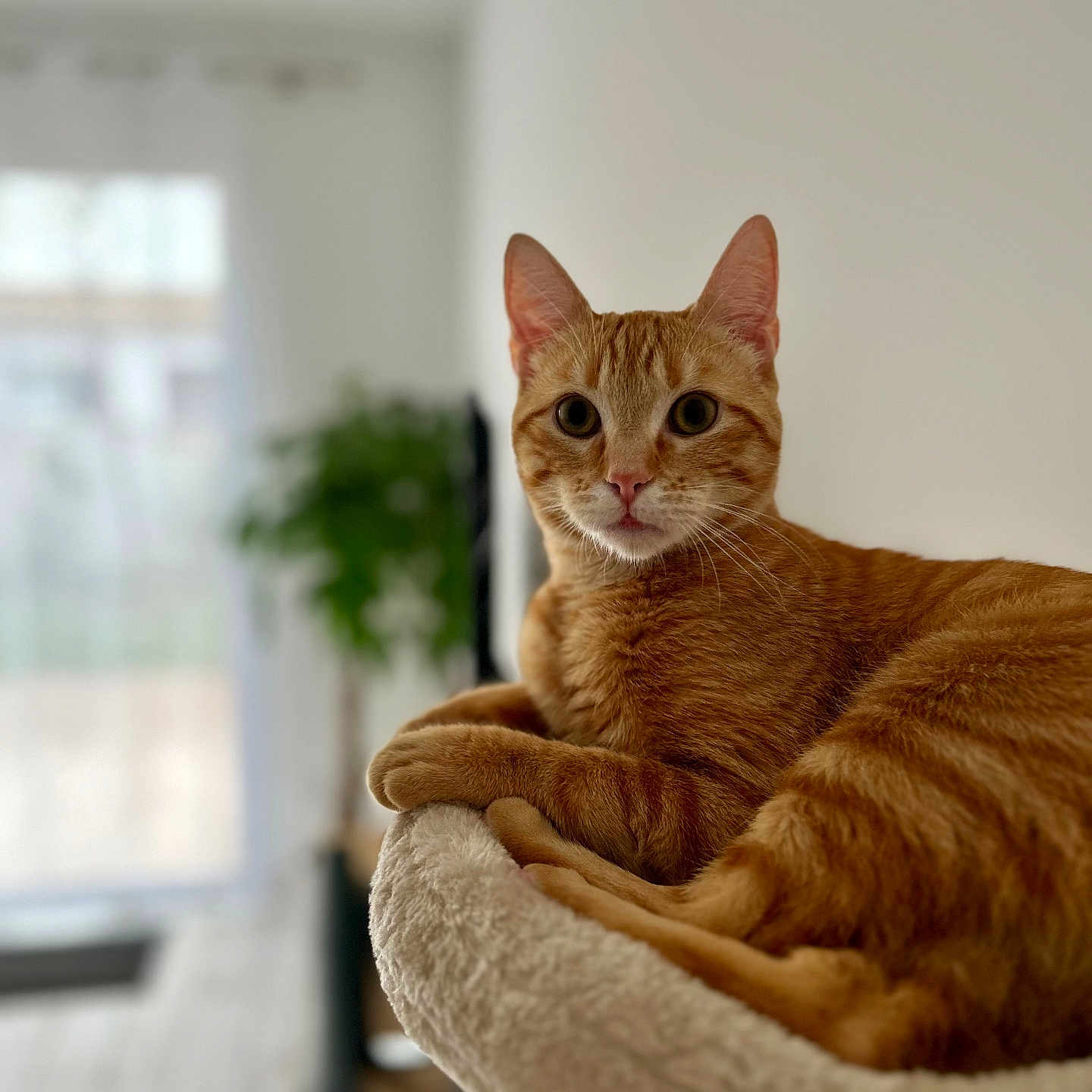Yuki participe au concours pour gagner de l'argent avec cette photo : abyssinian, animal, cat, couch, furniture, hardwood, kitten, manx, pet, shelf, wood