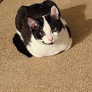 Moo is registered to the contest to win money with this photo: black_and_white_cat, carpet, cat, cozy, cute, domestic_cat, ears, eyes, feline, fur, indoor, loaf, looking_up, nose, paw, pet, portrait, shadow, sitting, whiskers