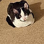black_and_white_cat, carpet, cat, cozy, cute, domestic_cat, ears, eyes, feline, fur, indoor, loaf, looking_up, nose, paw, pet, portrait, shadow, sitting, whiskers
