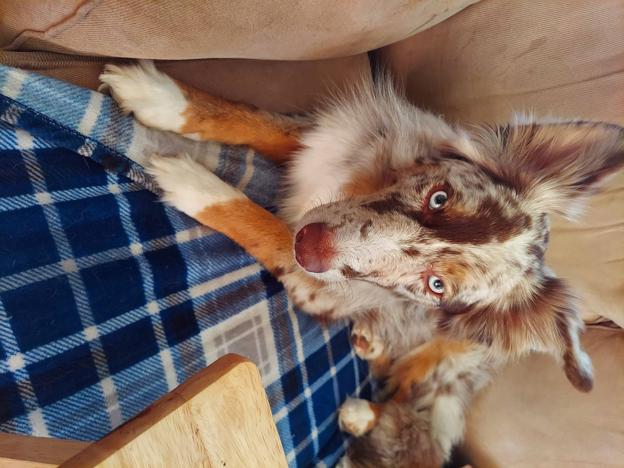 Lila joined the competition — help win amazing prizes! carnivore, comfort, companion_dog, dog, dog_breed, ear, fawn, felidae, fur, liver, pattern, paw, pet_supply, plaid, tail, tartan, toy_dog, whiskers, wood, working_animal