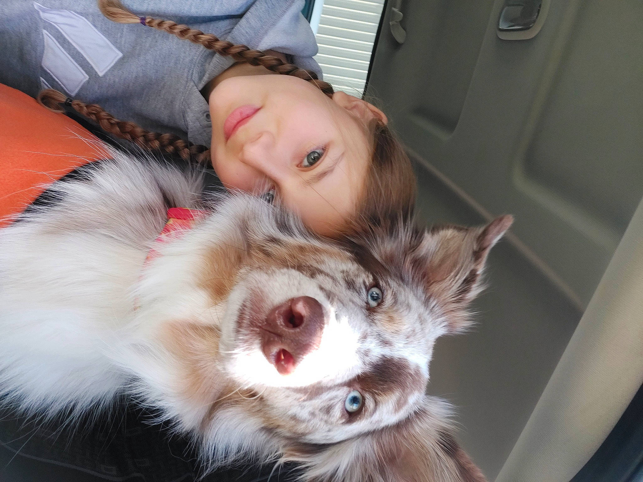 Lila joined the competition — help win amazing prizes! carnivore, cat, child, companion_dog, ear, eye, fawn, felidae, fur, head, iris, mammal, nose, small_to_medium_sized_cats, snout, toy, vehicle_door, vertebrate, whiskers, window