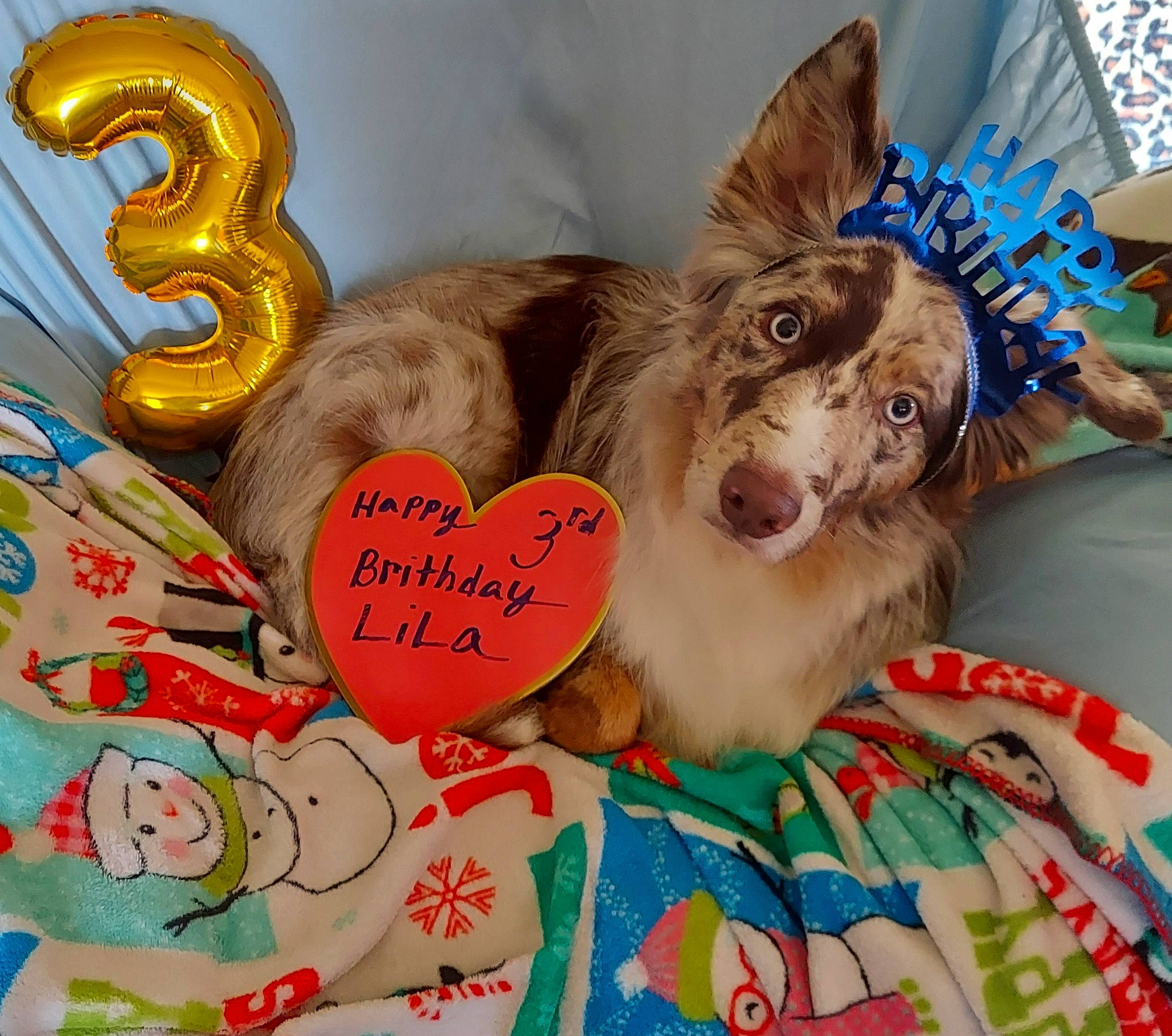 Lila joined the competition — help win amazing prizes! carnivore, companion_dog, corgi_chihuahua, dog, dog_breed, dog_supply, ear, fashion_accessory, fawn, felidae, font, fur, happy, heart, liver, mythical_creature, paw, photo_caption, toy_dog, whiskers