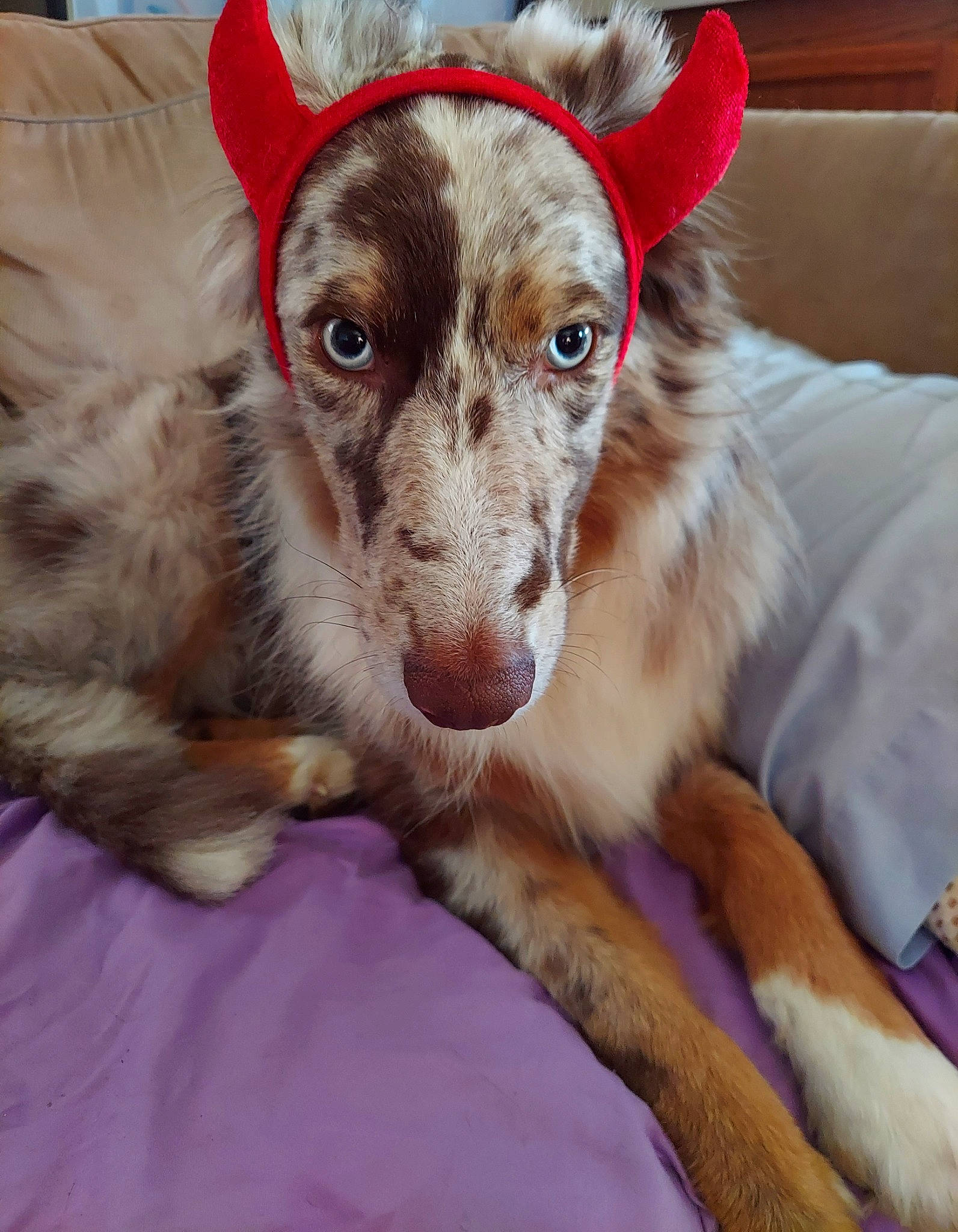 Lila joined the competition — help win amazing prizes! canidae, carnivore, collar, comfort, companion_dog, dog, dog_breed, dog_collar, ear, fawn, fur, happy, liver, paw, snout, sporting_group, waste_container, whiskers, working_animal, working_dog