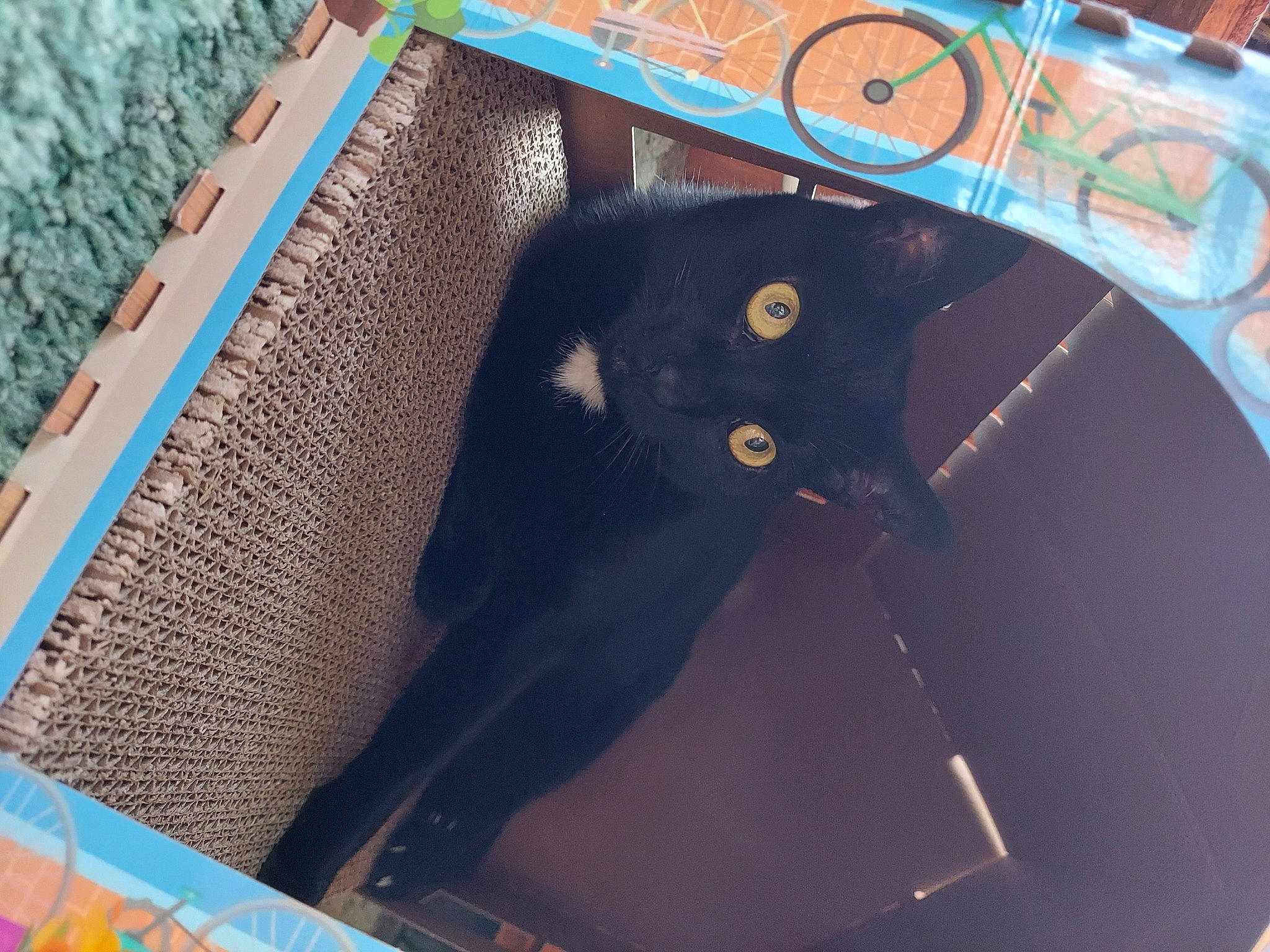 Girl Cat is registered to the contest to win money with this photo: audio_equipment, black_cat, bombay, box, brown, cardboard, carnivore, carton, cat, domestic_short_haired_cat, electric_blue, felidae, fur, packaging_and_labeling, paper_product, shipping_box, small_to_medium_sized_cats, tail, whiskers, wood