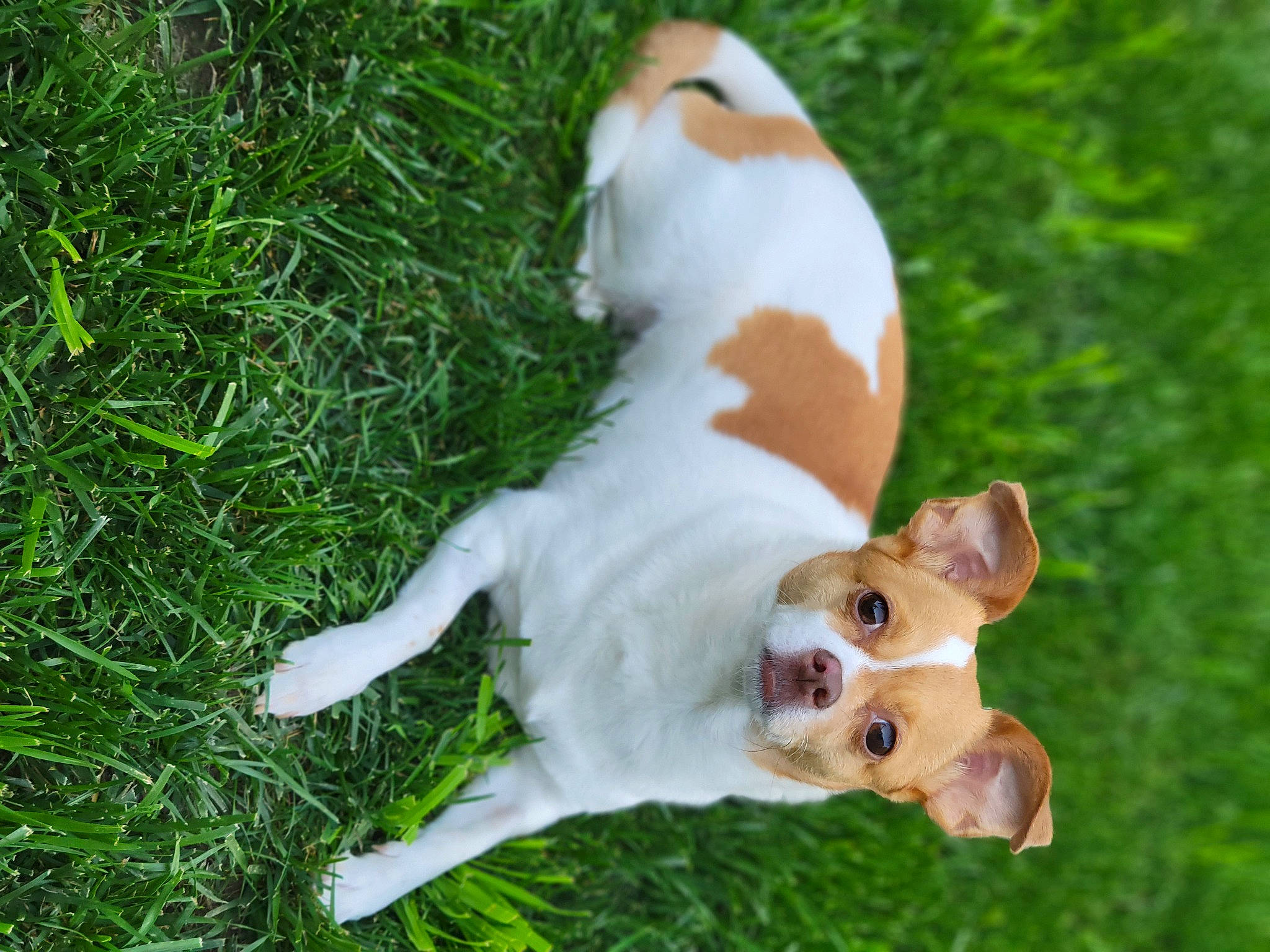 Chelsea is registered to the contest to win money with this photo: canidae, carnivore, collar, companion_dog, dog, dog_breed, fawn, grass, groundcover, non_sporting_group, paw, plant, sedge_family, snout, sporting_group, tail, terrestrial_animal, terrestrial_plant, whiskers, working_animal