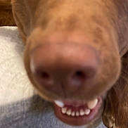 Titan joined the competition — help win amazing prizes! animal, blurry, brown, canine, close_up, curious, cute, dog, expression, face, funny, fur, indoor, mouth, nose, pet, playful, snout, teeth, tongue
