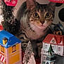 cat, tabby_cat, christmas, holiday_decor, miniature_houses, miniature_trees, ribbon, festive, indoor, curious, animal, pet, decorations, christmas_village, closeup, tabletop, red, green, white, ornament