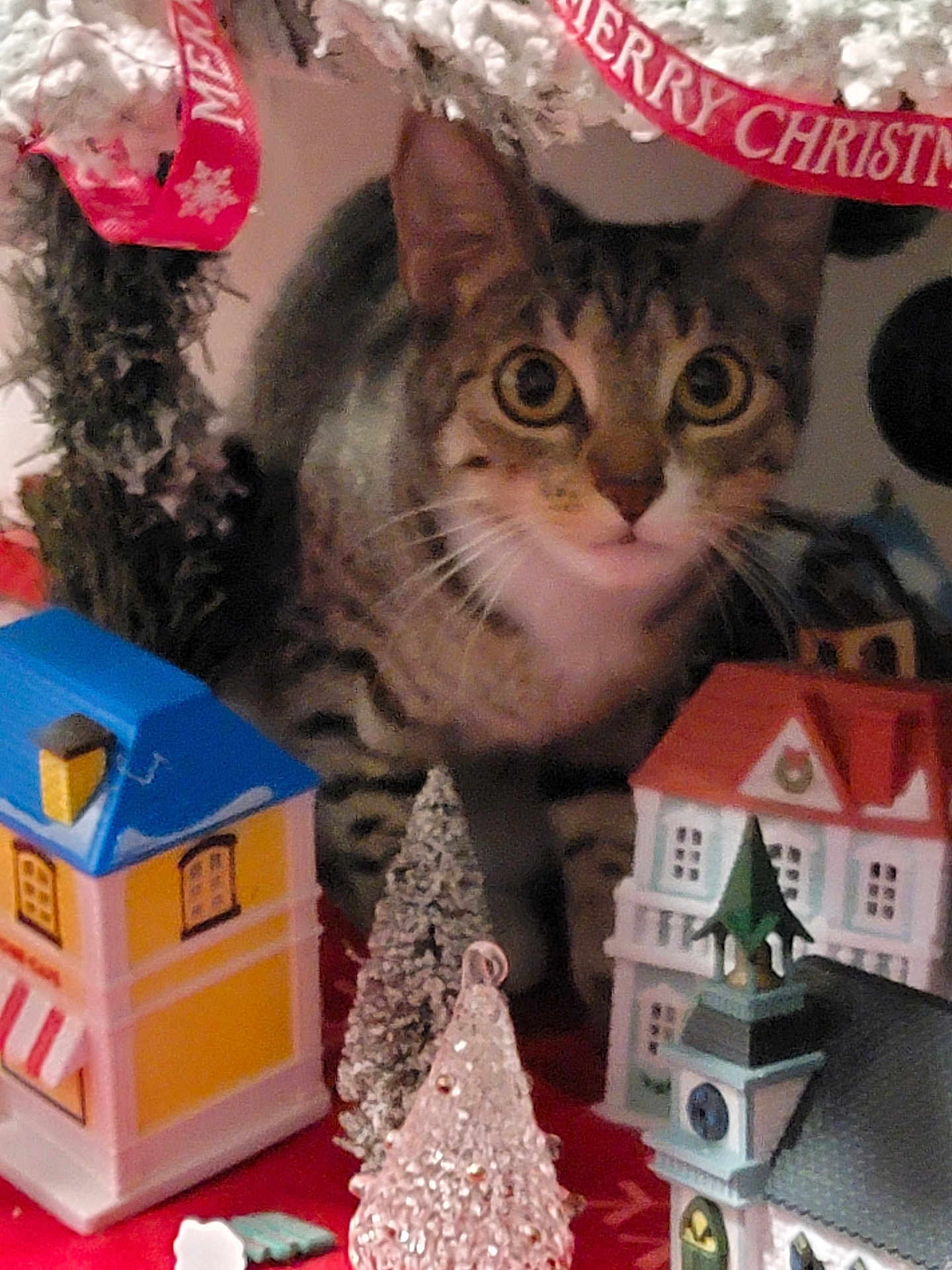 Coco is registered to the contest to win money with this photo: cat, tabby_cat, christmas, holiday_decor, miniature_houses, miniature_trees, ribbon, festive, indoor, curious, animal, pet, decorations, christmas_village, closeup, tabletop, red, green, white, ornament