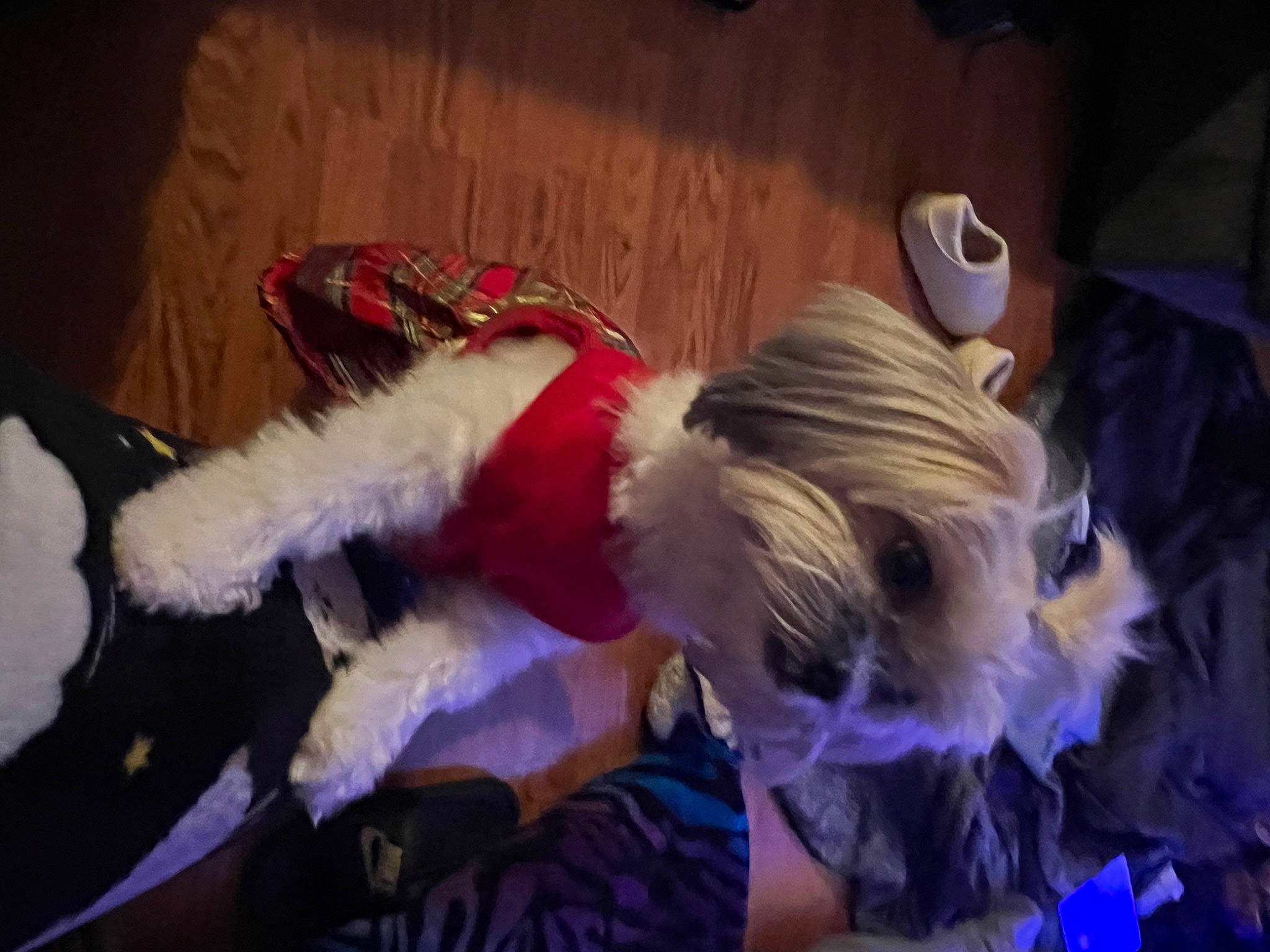 Dior is registered to the contest to win money with this photo: canidae, carnivore, collar, companion_dog, costume, costume_hat, dog, dog_breed, dog_clothes, dog_supply, event, fashion_accessory, fawn, fur, party_hat, small_terrier, sporting_group, tail, terrier, toy_dog