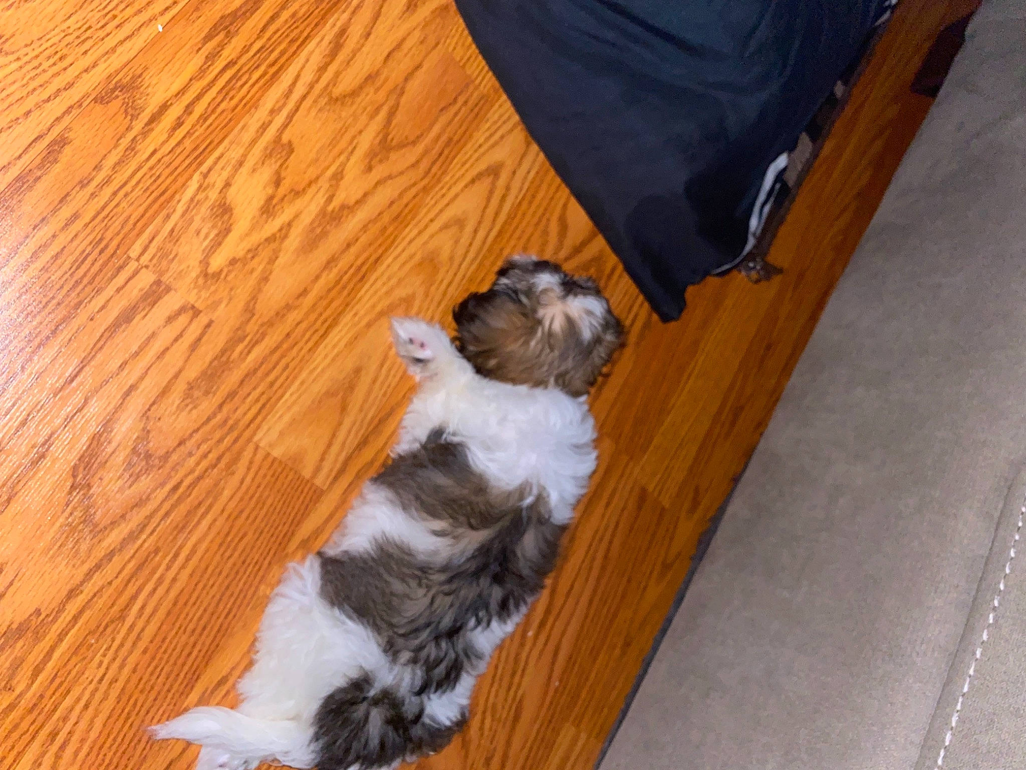 Dior joined the competition — help win amazing prizes! carnivore, companion_dog, dog, dog_breed, fawn, felidae, floor, flooring, hardwood, laminate_flooring, liver, small_to_medium_sized_cats, snout, tail, toy_dog, whiskers, wood, wood_flooring, wood_stain, working_animal