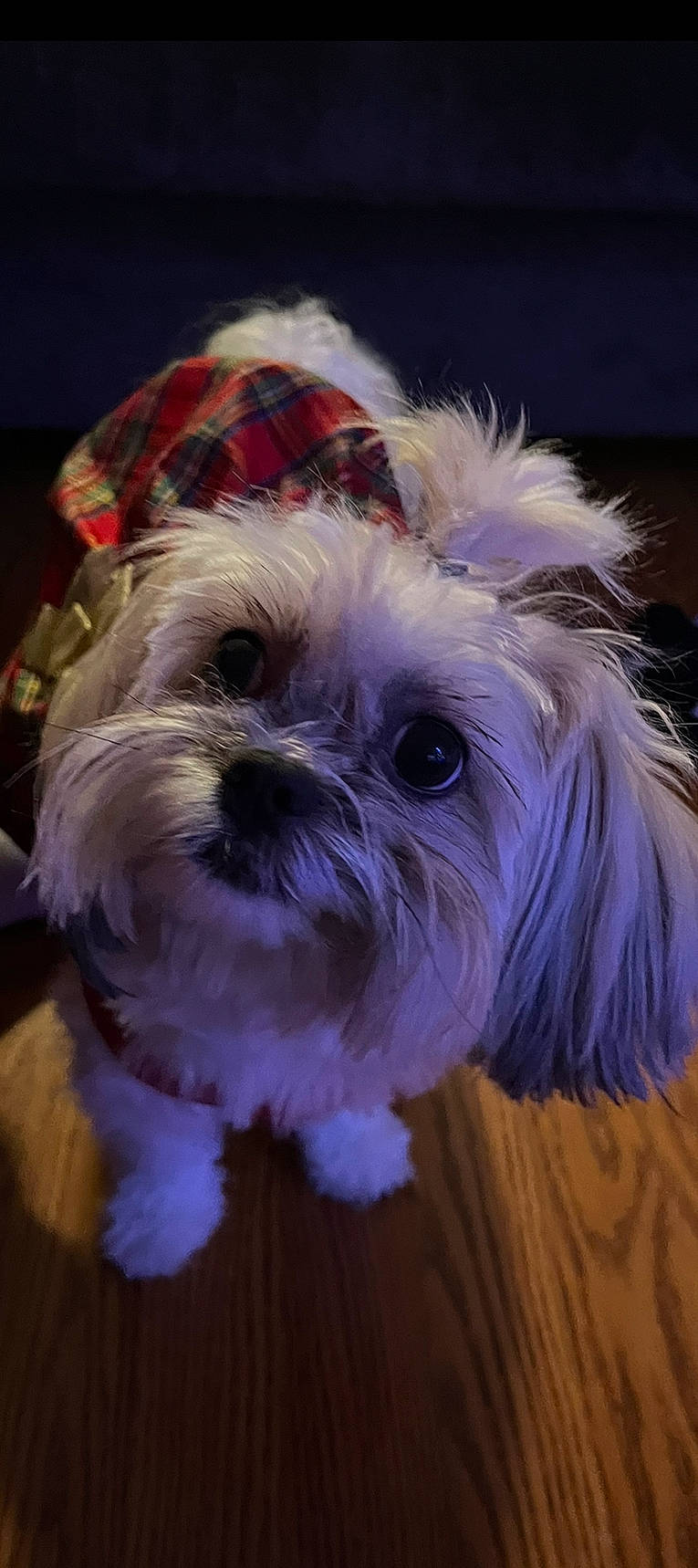 Dior joined the competition — help win amazing prizes! biewer_terrier, canidae, carnivore, companion_dog, dog, dog_breed, fur, maltepoo, pattern, plant, shih_tzu, small_terrier, snout, sporting_group, tartan, terrier, toy_dog, water_dog, whiskers, working_animal