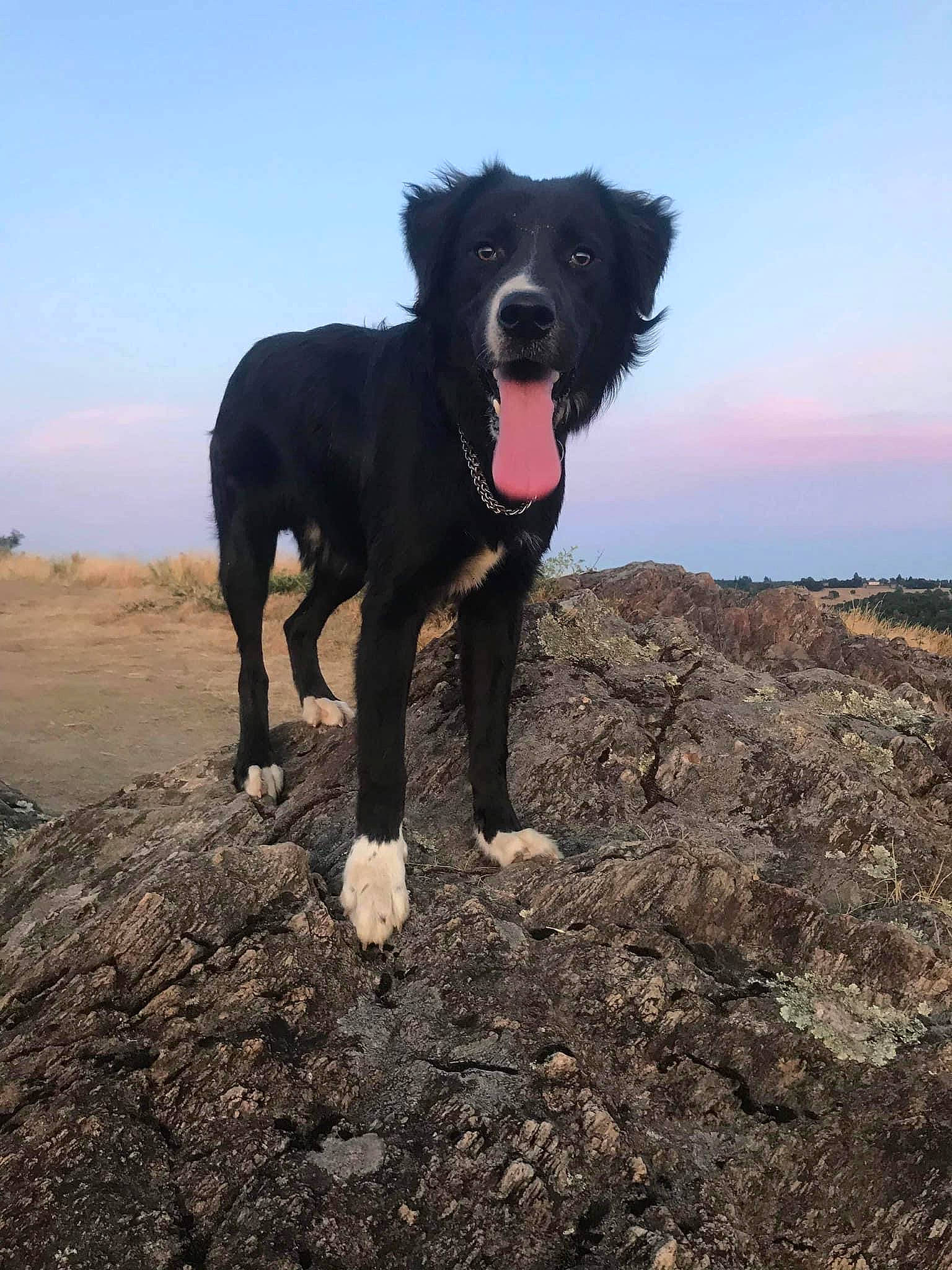 Yumi a rejoint le concours — aidez-le/la à gagner de superbes lots ! borador, canidae, carnivore, companion_dog, dog, dog_breed, dog_collar, dog_supply, hunting_dog, landscape, non_sporting_group, ocean, rock, sky, soil, sporting_group, water_dog, working_animal, working_dog