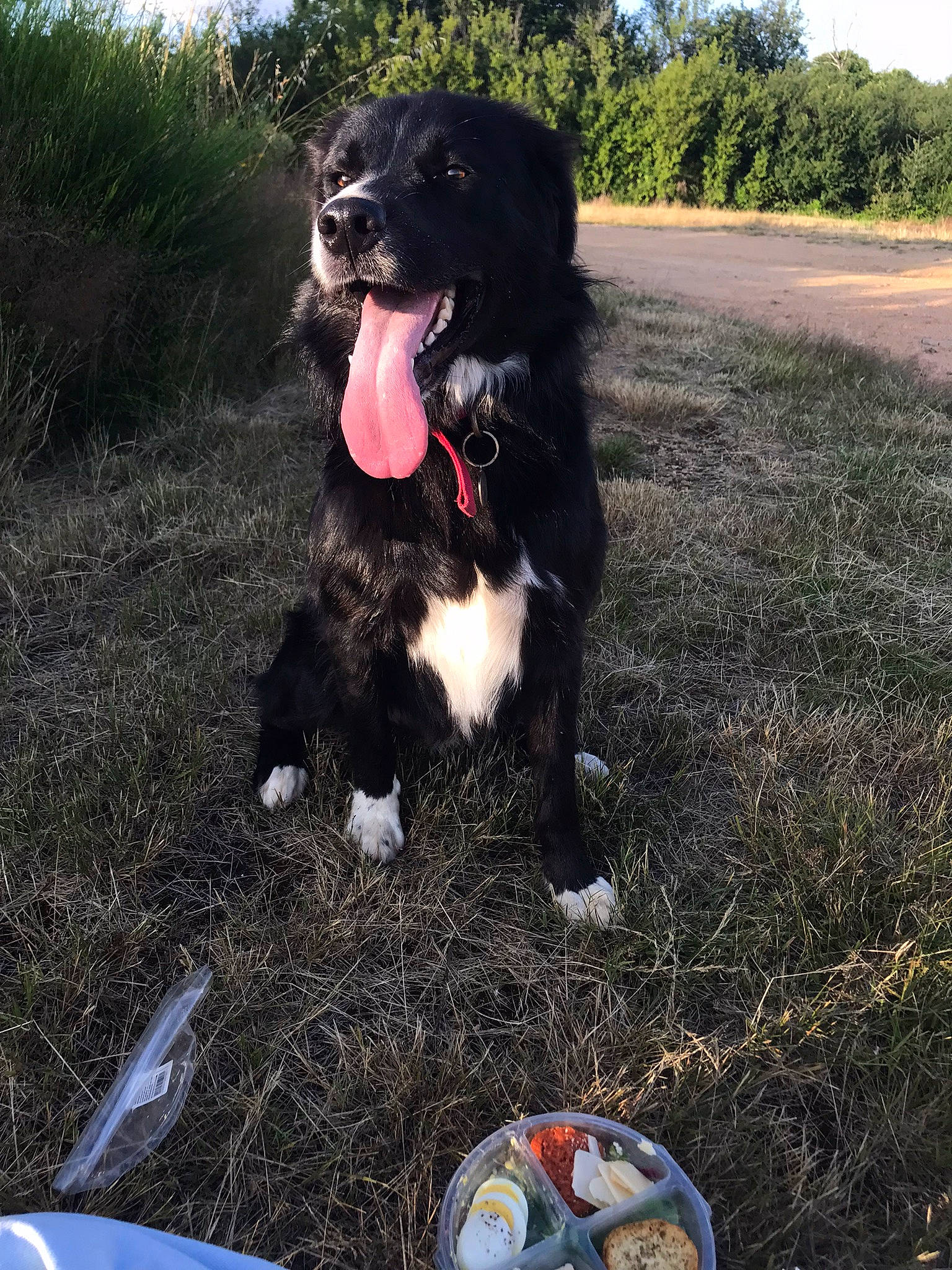 Yumi participe au concours pour gagner de l'argent avec cette photo : ball, borador, canidae, carnivore, collar, companion_dog, dog, dog_breed, dog_collar, fur, grass, gun_dog, plant, retriever, soil, sporting_group, tail, tree, working_animal, working_dog