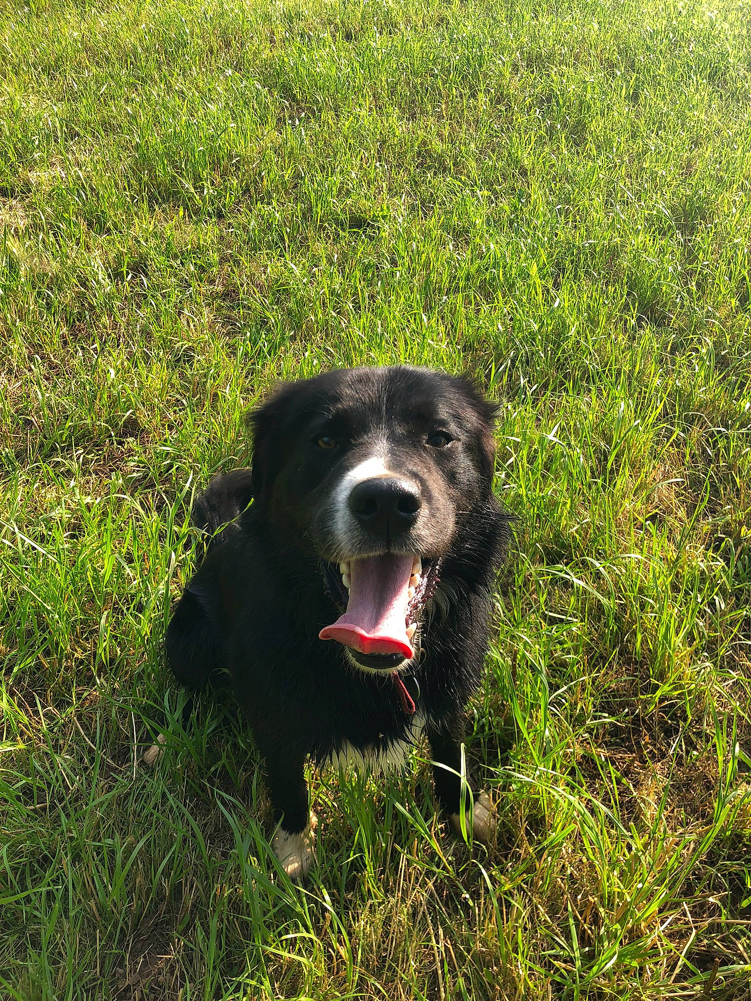 Yumi participe au concours pour gagner de l'argent avec cette photo : borador, canidae, carnivore, companion_dog, dog, dog_breed, fang, fur, grass, grassland, groundcover, herding_dog, plant, smile, snout, sporting_group, terrestrial_animal, whiskers, working_animal, working_dog
