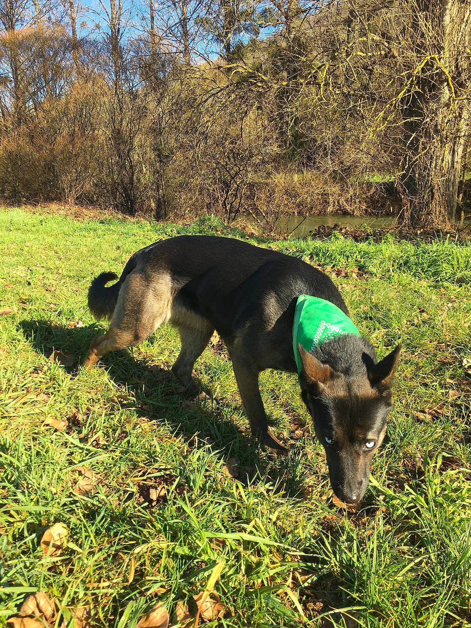 Heïka a rejoint le concours — aidez-le/la à gagner de superbes lots ! canidae, carnivore, collar, dog, dog_breed, dog_collar, electric_blue, fawn, grass, grassland, pasture, plant, sky, snout, sporting_group, tail, terrestrial_animal, tree, wildlife, working_animal