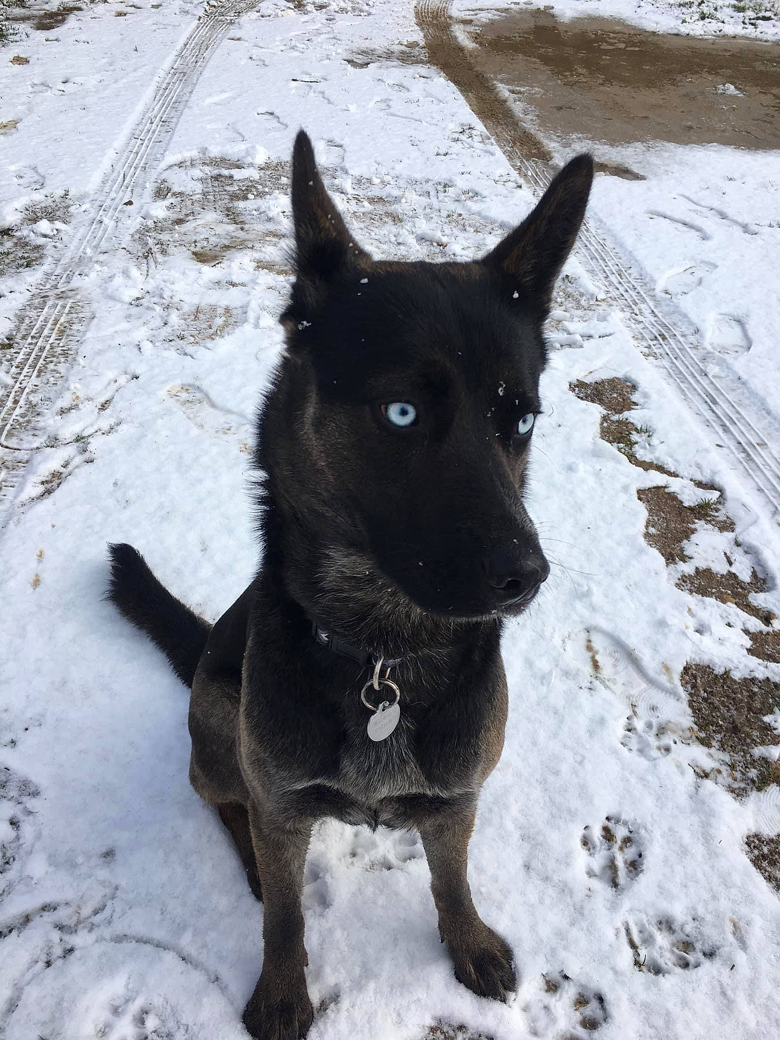 Heïka a rejoint le concours — aidez-le/la à gagner de superbes lots ! black_norwegian_elkhound, canidae, carnivore, companion_dog, dog, dog_breed, dog_collar, fur, guard_dog, hunting_dog, non_sporting_group, precipitation, snout, snow, sporting_group, tail, terrestrial_animal, winter, working_animal, working_dog