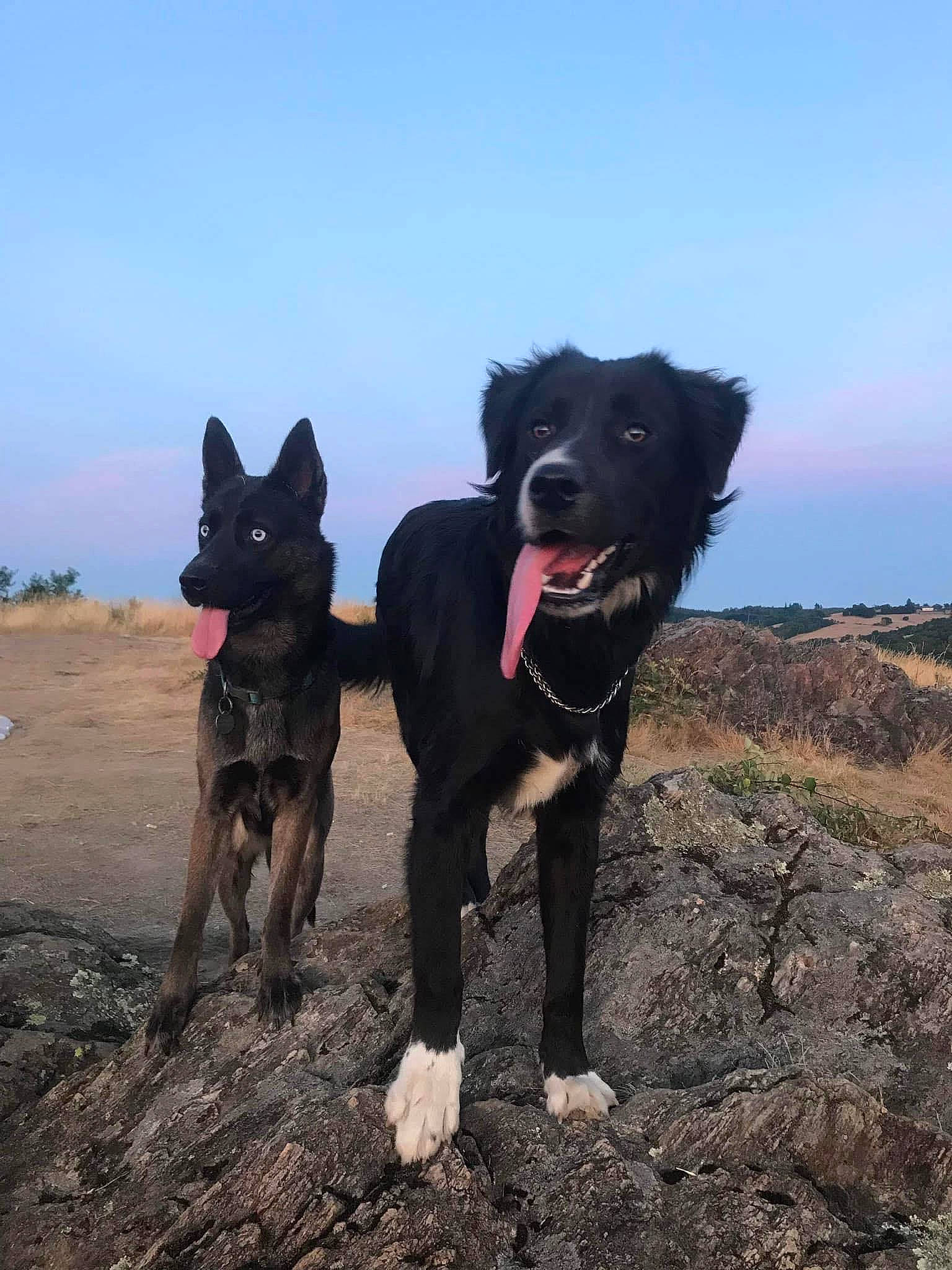 Heïka participe au concours pour gagner de l'argent avec cette photo : borador, canidae, carnivore, collar, companion_dog, dog, dog_breed, dog_collar, dog_supply, fun, hunting_dog, leash, non_sporting_group, sky, soil, sporting_group, working_animal, working_dog