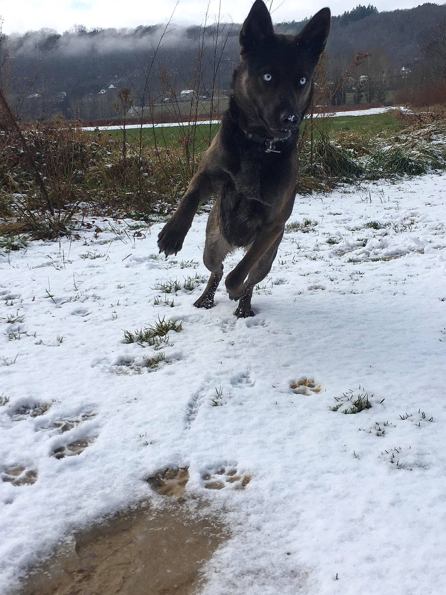 Heïka a rejoint le concours — aidez-le/la à gagner de superbes lots ! black_norwegian_elkhound, canidae, carnivore, companion_dog, dog, dog_breed, fence, freezing, guard_dog, plant, sky, snout, snow, sporting_group, tail, terrestrial_animal, tree, wilderness, winter, working_animal