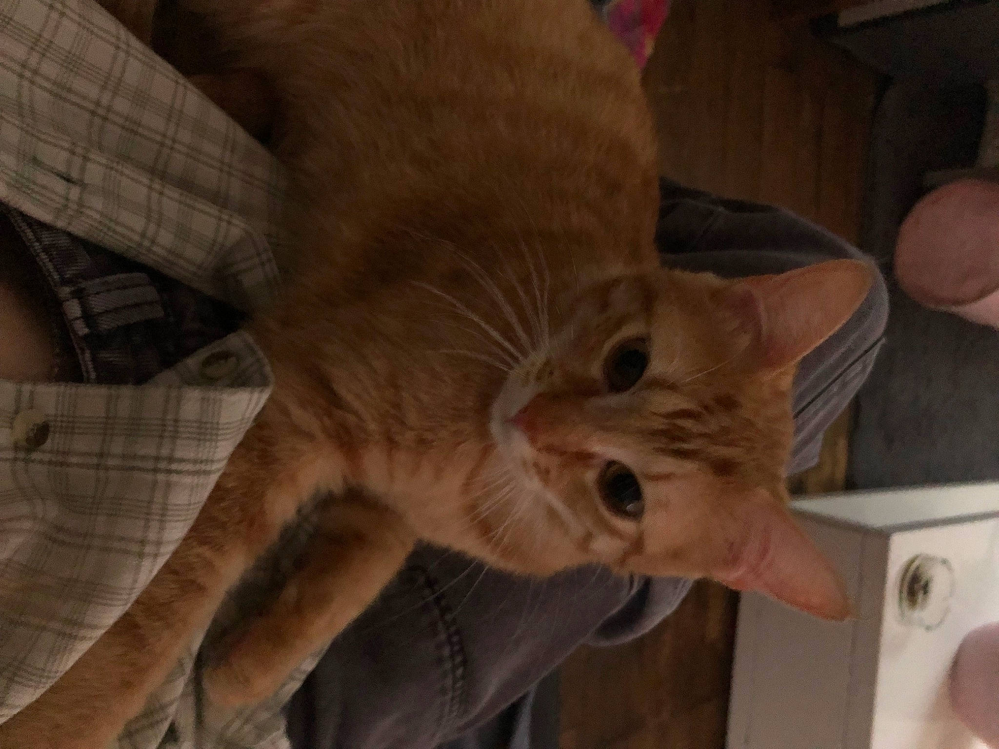 Chocho participe au concours pour gagner de l'argent avec cette photo : carnivore, cat, claw, comfort, couch, domestic_short_haired_cat, ear, fawn, felidae, fur, hardwood, human_leg, paw, room, small_to_medium_sized_cats, snout, tail, terrestrial_animal, whiskers, wood