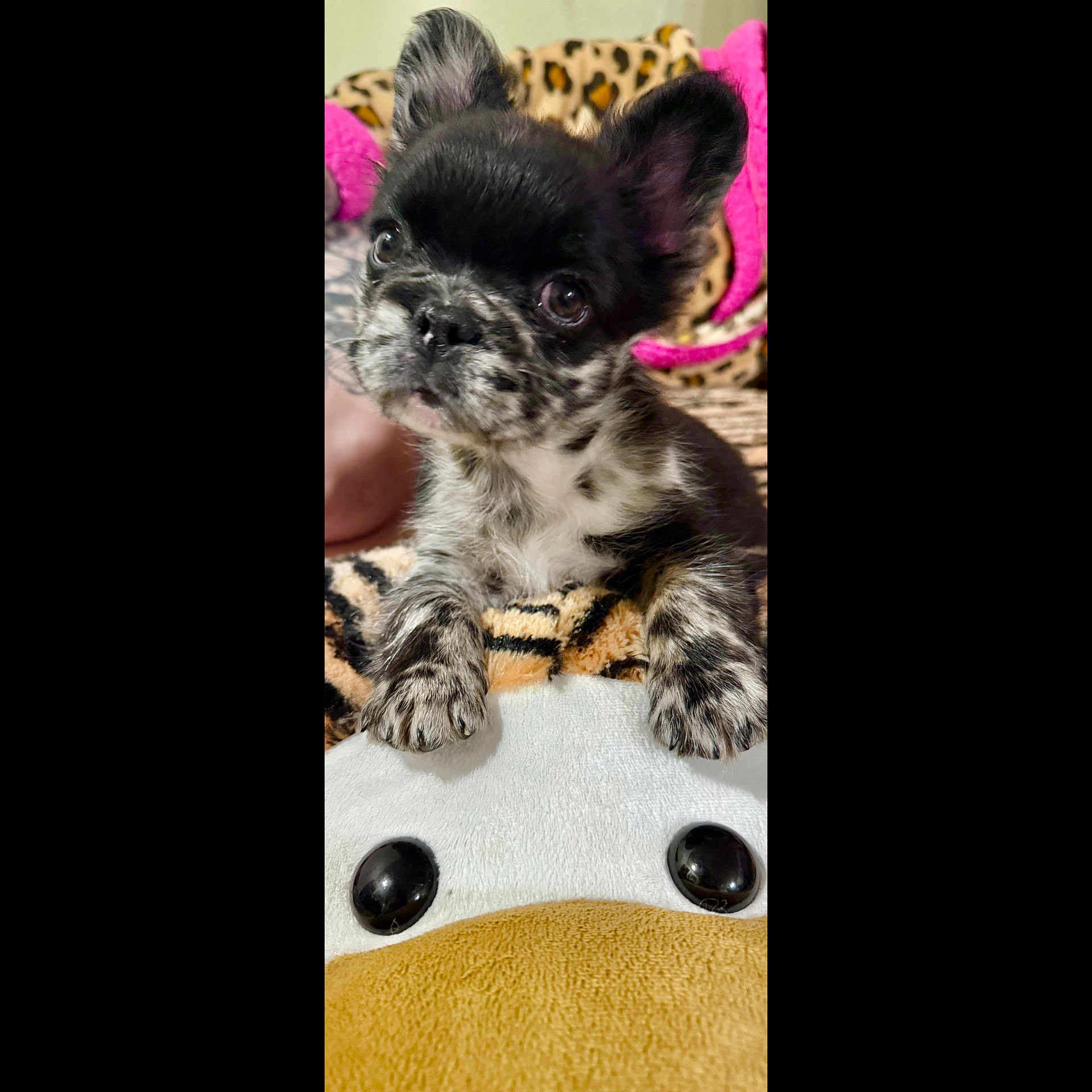 Sylis joined the competition — help win amazing prizes! animal, ball, bulldog, canine, cat, chihuahua, cockerspaniel, cushion, dog, frenchbulldog, homedecor, kitten, papillon, pet, puppy, snout, sport, tennis, tennisball, whitedog