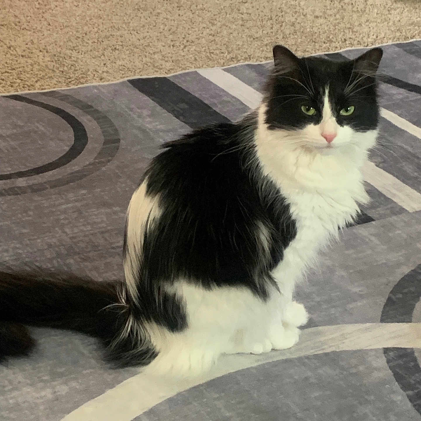 Häagen-Dazs joined the competition — help win amazing prizes! animal, black_and_white, carpet, cat, cute, domestic_animal, ears, feline, floor, fur, home, indoor, looking, pattern, pet, portrait, quiet, sitting, tail, whiskers