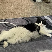 Häagen-Dazs is registered to the contest to win money with this photo: cat, black_and_white, fluffy, lying_down, carpet, indoor, pet, relaxed, fur, animal, cute, whiskers, paws, tail, home, resting, cozy, patterned_rug, green_eyes, domestic_cat