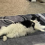 cat, black_and_white, fluffy, lying_down, carpet, indoor, pet, relaxed, fur, animal, cute, whiskers, paws, tail, home, resting, cozy, patterned_rug, green_eyes, domestic_cat