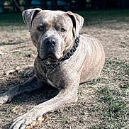 Hermès participe au concours pour gagner de l'argent avec cette photo : dog, animal, pet, outdoor, grass, brindle, collar, lying_down, canine, nature, mammal, portrait, closeup, fur, ears, paw, snout, watchful, relaxed, daylight