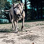 Hermès a rejoint le concours — aidez-le/la à gagner de superbes lots ! dog, outdoor, animal, pet, canine, grass, dirt, leaves, trees, fence, collar, chain, standing, alert, nature, daylight, forest, park, brown, muzzle