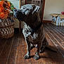 Hermès participe au concours pour gagner de l'argent avec cette photo : dog, indoor, wooden_floor, chain_collar, basket, decorations, cardboard_box, brown_floor, light_and_shadow, sitting, pet, animal, domestic, floorboards, room, furniture, attention, side_light, quiet, calm