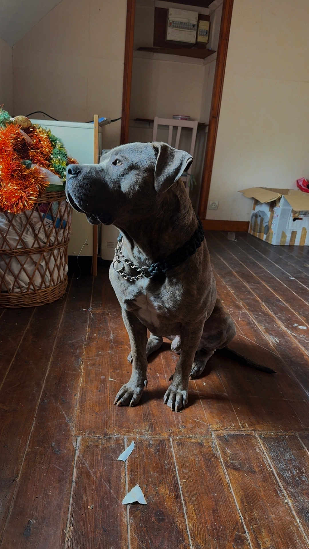 Hermès participe au concours pour gagner de l'argent avec cette photo : dog, indoor, wooden_floor, chain_collar, basket, decorations, cardboard_box, brown_floor, light_and_shadow, sitting, pet, animal, domestic, floorboards, room, furniture, attention, side_light, quiet, calm