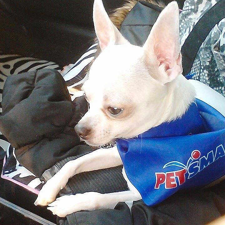 Elvis is registered to the contest to win money with this photo: