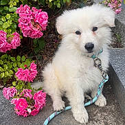 Athïla participe au concours pour gagner de l'argent avec cette photo : puppy, dog, white_fur, leash, pink_flowers, green_leaves, outdoor, pet, cute, sitting, young_dog, fluffy, collar, nature, garden, sidewalk, plant, summer, daylight, adorable