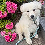 puppy, dog, white_fur, leash, pink_flowers, green_leaves, outdoor, pet, cute, sitting, young_dog, fluffy, collar, nature, garden, sidewalk, plant, summer, daylight, adorable