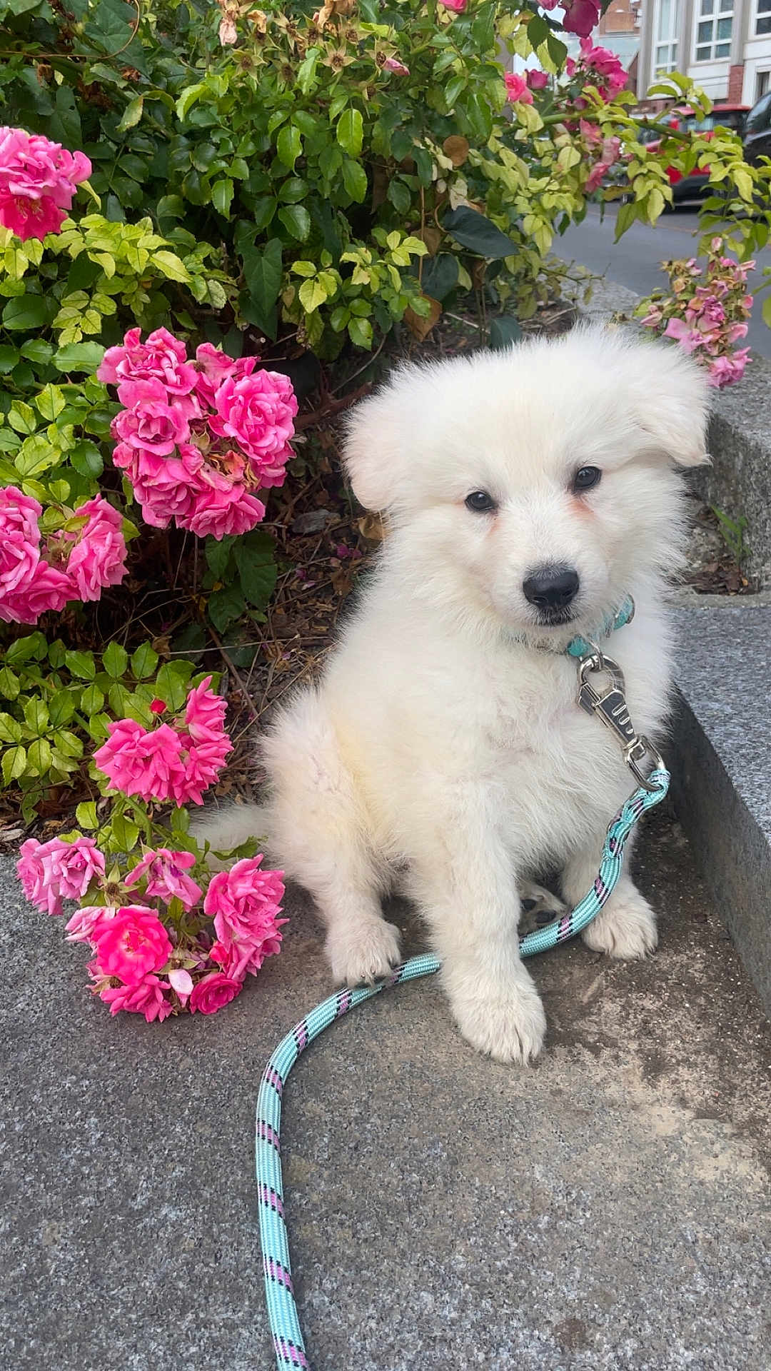 Athïla participe au concours pour gagner de l'argent avec cette photo : puppy, dog, white_fur, leash, pink_flowers, green_leaves, outdoor, pet, cute, sitting, young_dog, fluffy, collar, nature, garden, sidewalk, plant, summer, daylight, adorable
