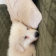 Athïla participe au concours pour gagner de l'argent avec cette photo : animal, blanket, comfort, cozy, cushion, cute, dog, fur, home, indoor, nose, paw, pet, puppy, relaxation, resting, sleeping, snout, soft, white