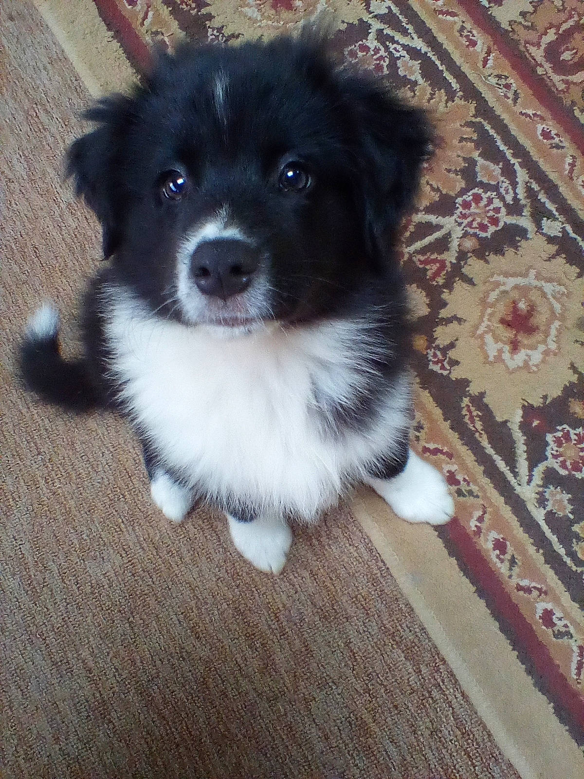 Riley is registered to the contest to win money with this photo: australian_shepherd, border_collie, canidae, carnivore, companion_dog, dog, dog_breed, flooring, fur, hardwood, herding_dog, puppy, snout, sporting_group, terrestrial_animal, toy_dog, whiskers, wood, working_animal, working_dog