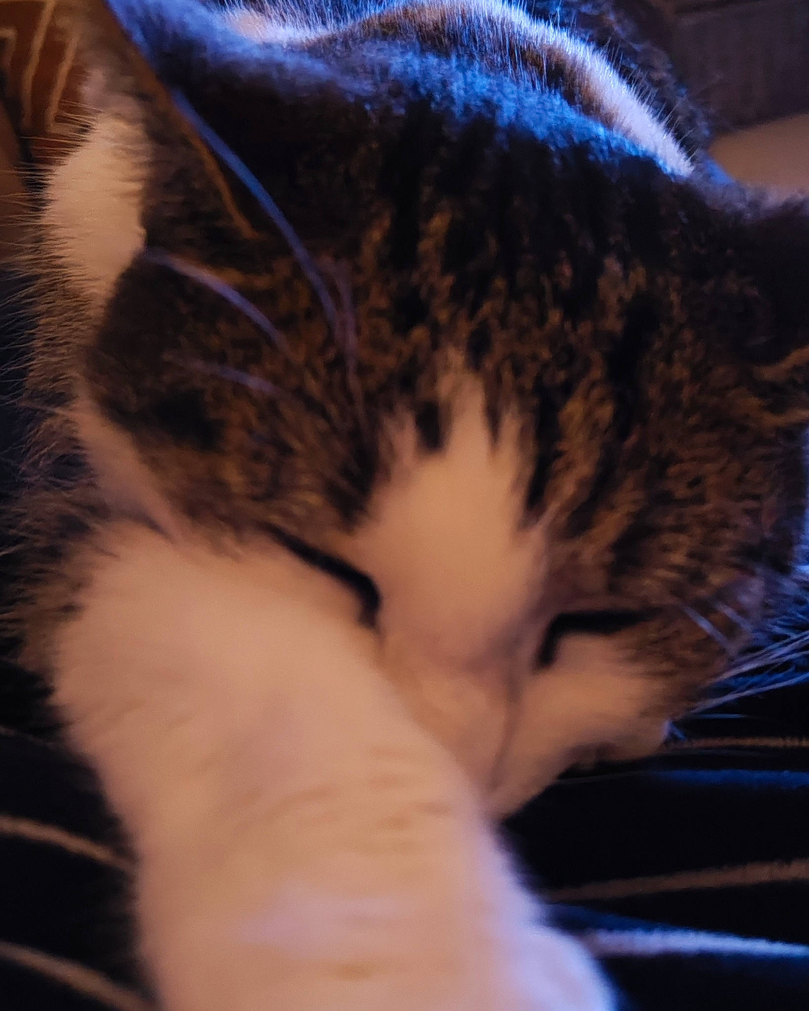 Lily participe au concours pour gagner de l'argent avec cette photo : carnivore, cat, claw, close_up, cloud, comfort, domestic_short_haired_cat, eye, felidae, fur, mammal, meteorological_phenomenon, mountain, paw, sky, small_to_medium_sized_cats, snout, tail, vertebrate, whiskers