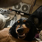 Bobo is registered to the contest to win money with this photo: animal, black_and_tan, blanket, close_up, cozy, cute, dark, dog, ears, fan, fur, home, indoor, lying_down, pet, shadow, smiling, snout, teeth, wires