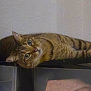 Zena is registered to the contest to win money with this photo: cat, tabby, pet, feline, animal, indoor, curious, resting, drawer, plastic, clothing, storage, household, fur, whiskers, ears, eyes, looking, relaxed, tabby_stripes