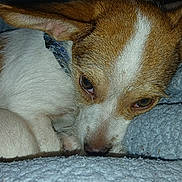 Dolly is registered to the contest to win money with this photo: animal, blanket, brown_and_white, closeup, companion, cozy, cute, dog, ears, fur, indoor, nose, paw, pet, relaxed, resting, sleepy, snuggled, soft, texture