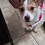 adorable, alert, animal, brown_and_white, canine, companion, curious, cute, dog, domestic_animal, ears, fur, holiday_outfit, indoor, looking_up, pet, red_clothing, small_dog, tile_floor, whiskers