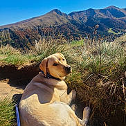 Yoshi a rejoint le concours — aidez-le/la à gagner de superbes lots ! dog, labrador, outdoor, mountain, nature, grass, sunlight, sky, landscape, animal, pet, canine, trail, scenic, relaxing, blue_sky, summer, adventure, leash, collar