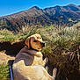 dog, labrador, outdoor, mountain, nature, grass, sunlight, sky, landscape, animal, pet, canine, trail, scenic, relaxing, blue_sky, summer, adventure, leash, collar
