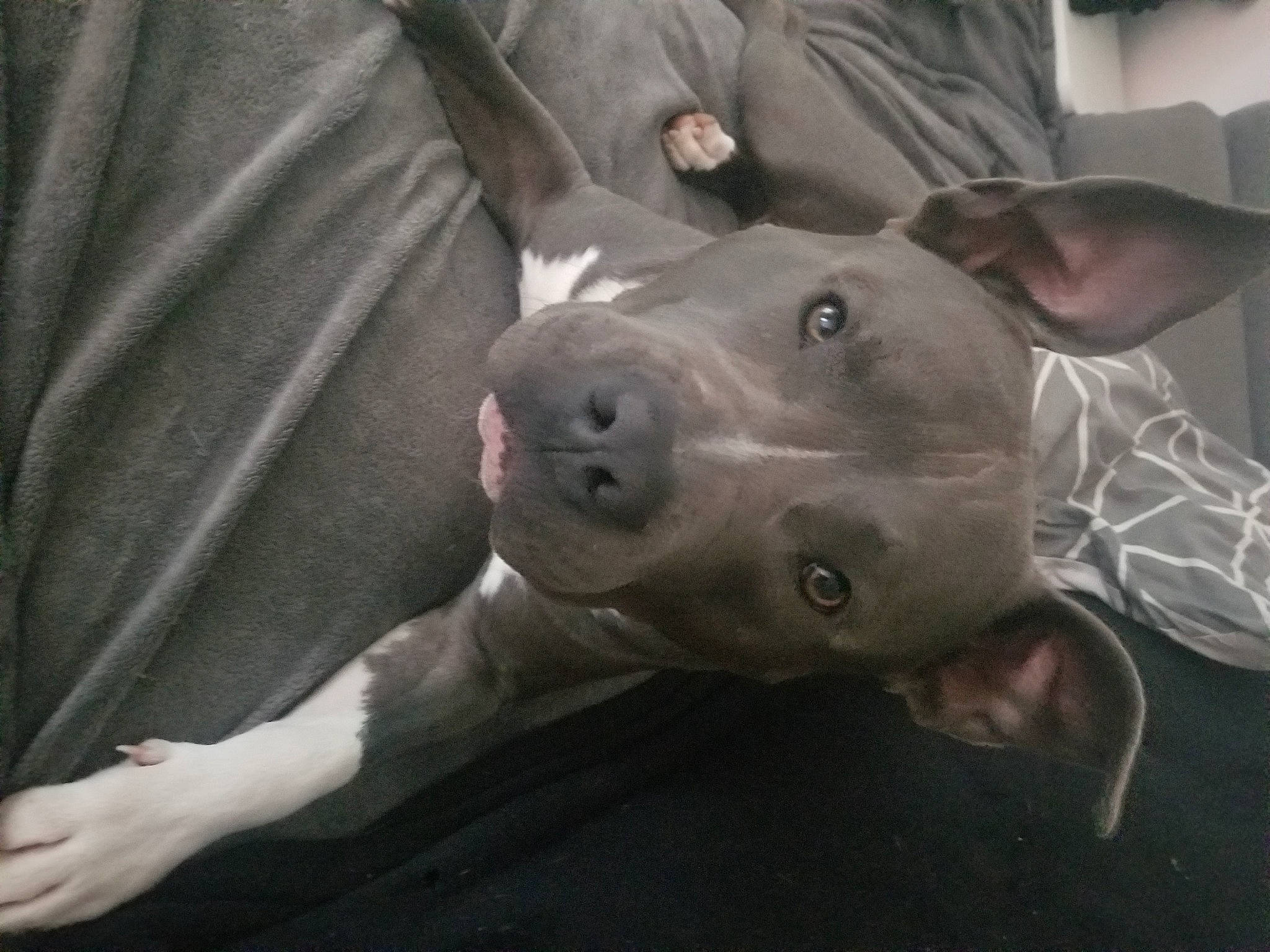 Fendi a rejoint le concours — aidez-le/la à gagner de superbes lots ! art, bull_and_terrier, canidae, carnivore, comfort, companion_dog, dog, dog_breed, ear, fawn, grey, jaw, metal, non_sporting_group, sleeve, snout, sporting_group, terrestrial_animal, whiskers, working_animal