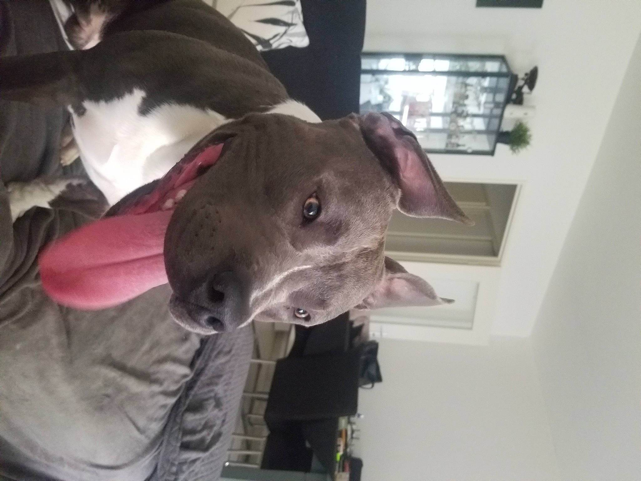 Fendi a rejoint le concours — aidez-le/la à gagner de superbes lots ! canidae, carnivore, collar, companion_dog, dog, dog_breed, ear, fashion_accessory, fawn, liver, mexican_hairless_dog, non_sporting_group, rampur_greyhound, snout, whiskers, working_animal