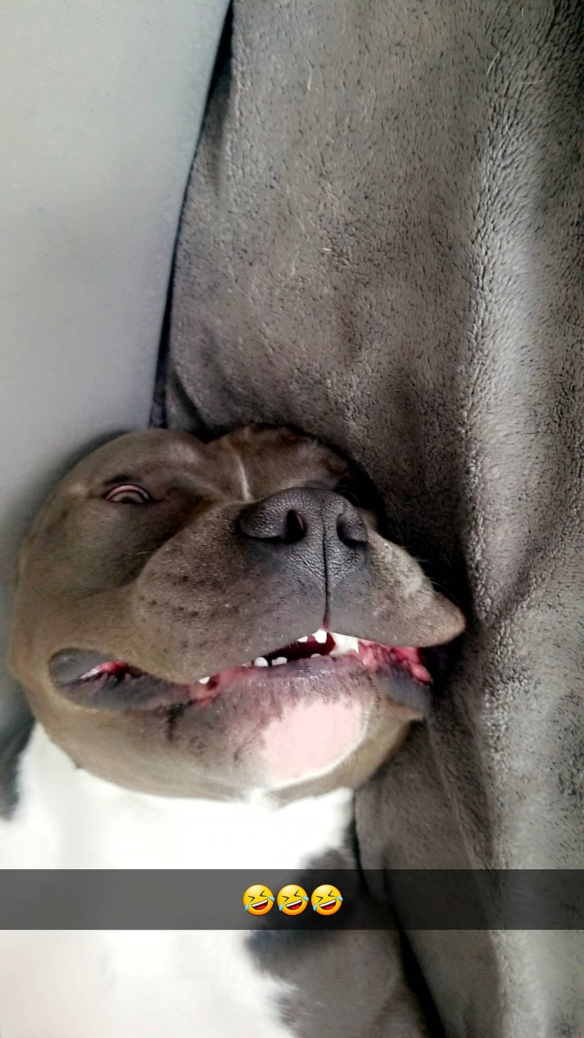 Fendi a rejoint le concours — aidez-le/la à gagner de superbes lots ! canidae, carnivore, collar, companion_dog, dog, dog_breed, eyelash, fawn, font, fur, jaw, liver, photo_caption, selfie, snout, sporting_group, terrestrial_animal, whiskers, working_animal, wrinkle