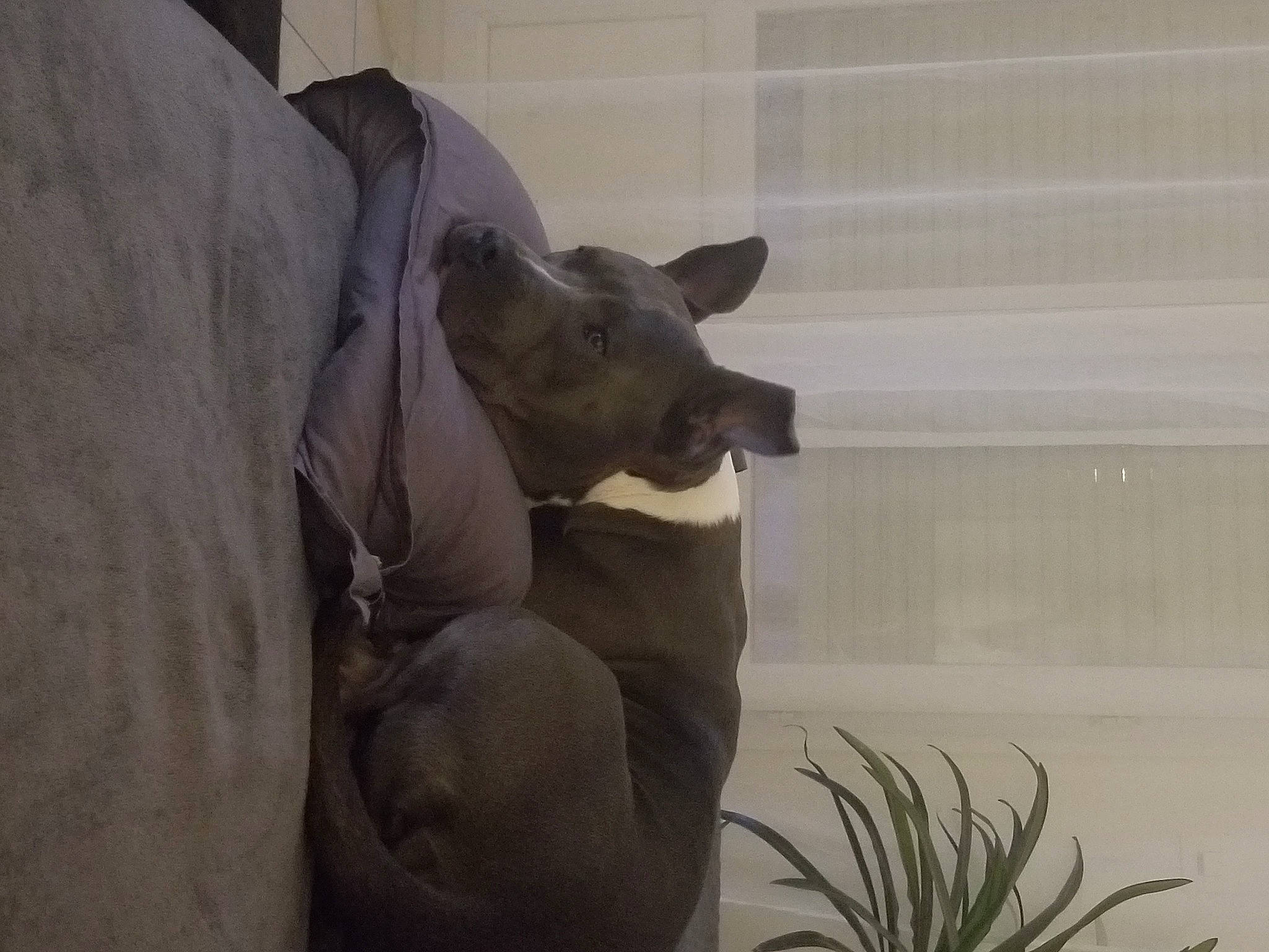 Fendi participe au concours pour gagner de l'argent avec cette photo : carnivore, comfort, companion_dog, dog, dog_breed, fawn, felidae, fur, grass, guard_dog, houseplant, plant, small_to_medium_sized_cats, snout, tail, terrestrial_animal, whiskers, wildlife, window, working_animal