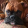 animal, brown_dog, close_up, cushion, dog, ears, expression, face, fur, home, indoor, patterned_fabric, pet, portrait, relaxed, resting, sleepy, snout, sofa, wrinkles