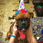 Buddy is registered to the contest to win money with this photo: animal, brown_dog, carpet, celebration, closeup, colorful, dog, dog_crate, floor, hands, happy, home, indoor, leash, party_hat, paw, person, pet, toy, wristband